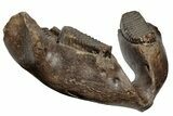 16.5" Wide Woolly Mammoth Mandible with M2 Molars - North Sea - #200812-3